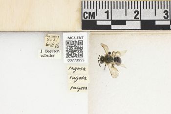 Media type: image;   Entomology 773955 Aspect: Labels